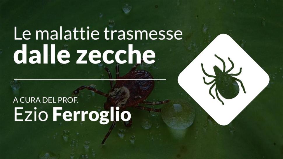 malattie trasmesse da zecche video