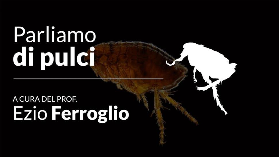 parliamo di pulci video