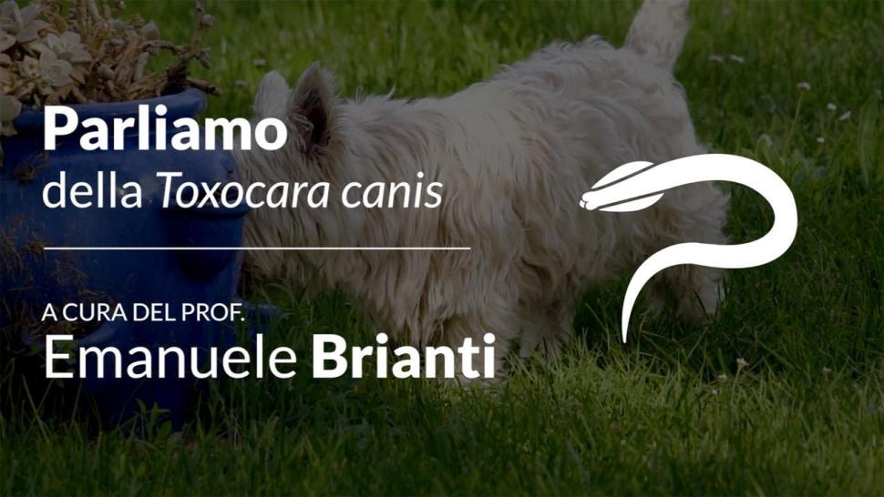 parliamo di toxocara canis video