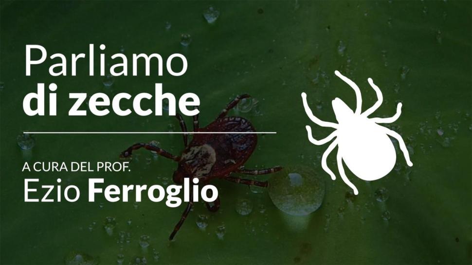 Parliamo di zecche video