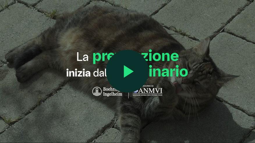 image preview video ipertiroidismo