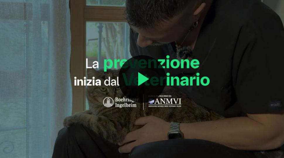 image preview video Leucemia felina
